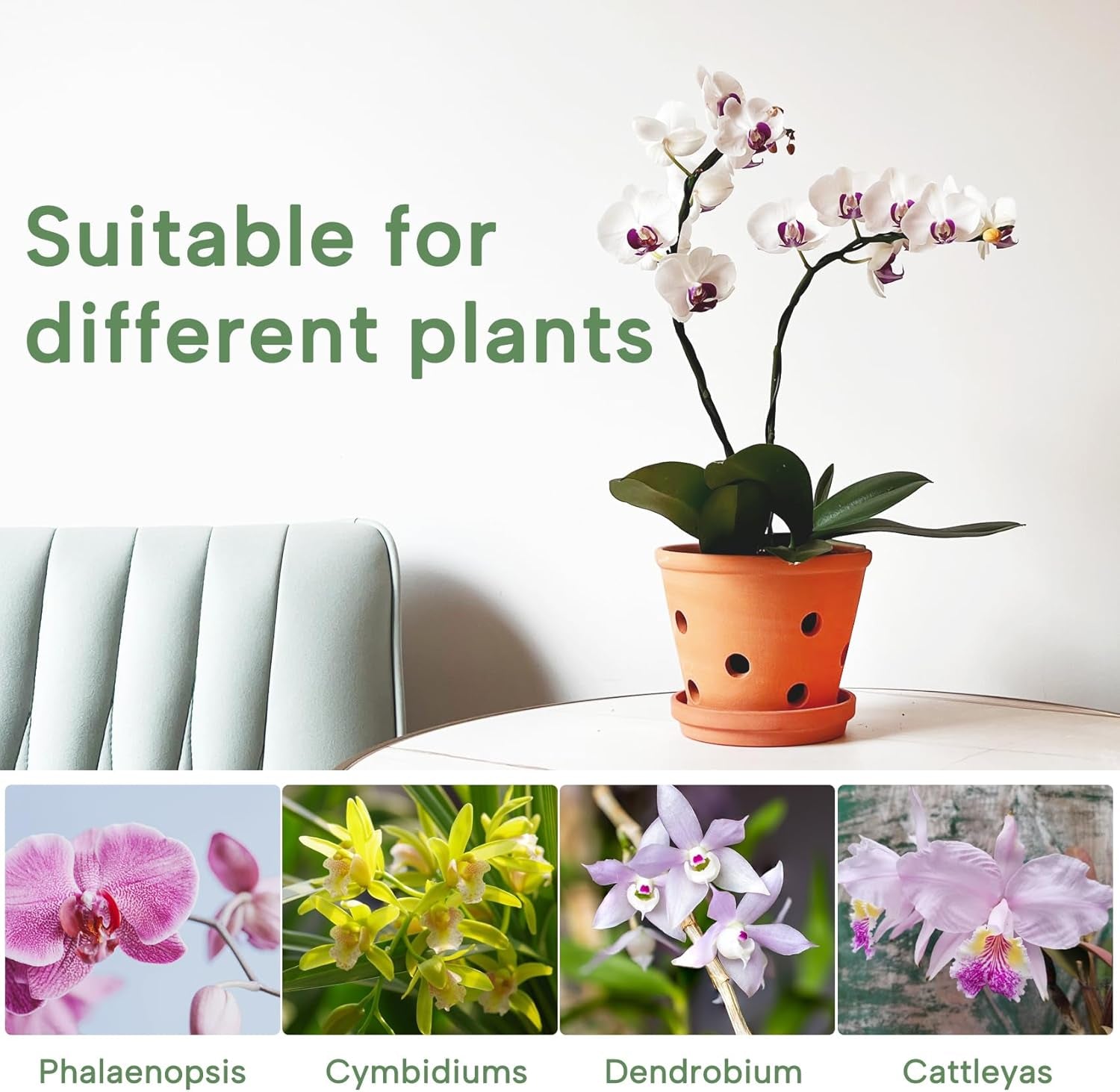 6 Inch Terracotta Orchid Pots with Holes, Saucers - 3 Pack Clay Orchid Planter Pots for Repotting, Small Terra Cotta Pot, Indoor &amp; Outdoor, Promotes Air Circulation
